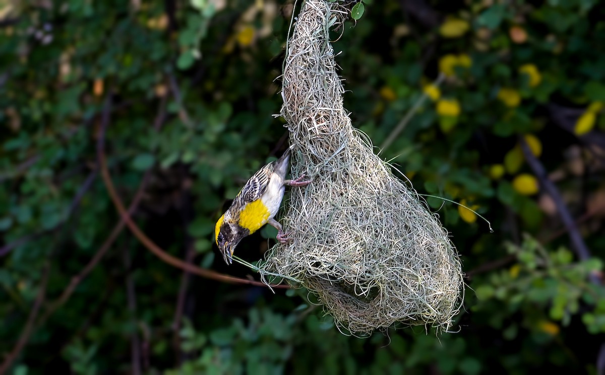 Baya Weaver - Mahender Alpula