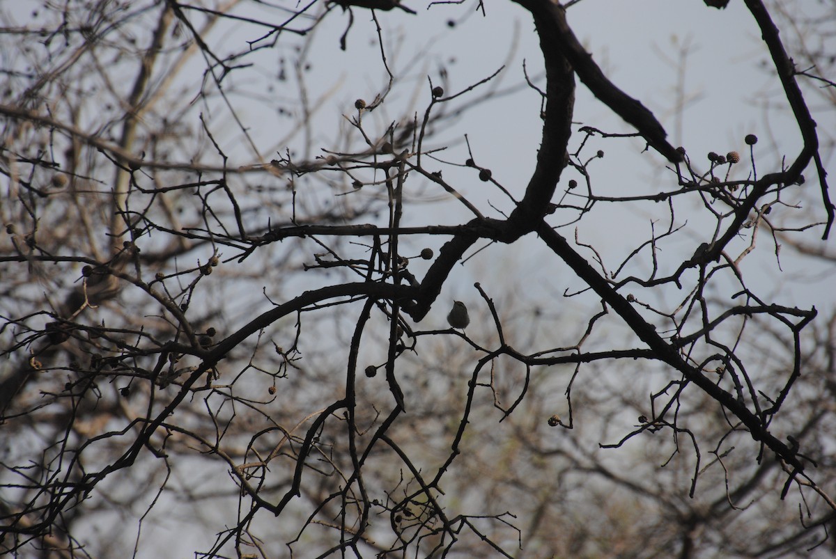 Hume's Warbler - Alyssa DeRubeis