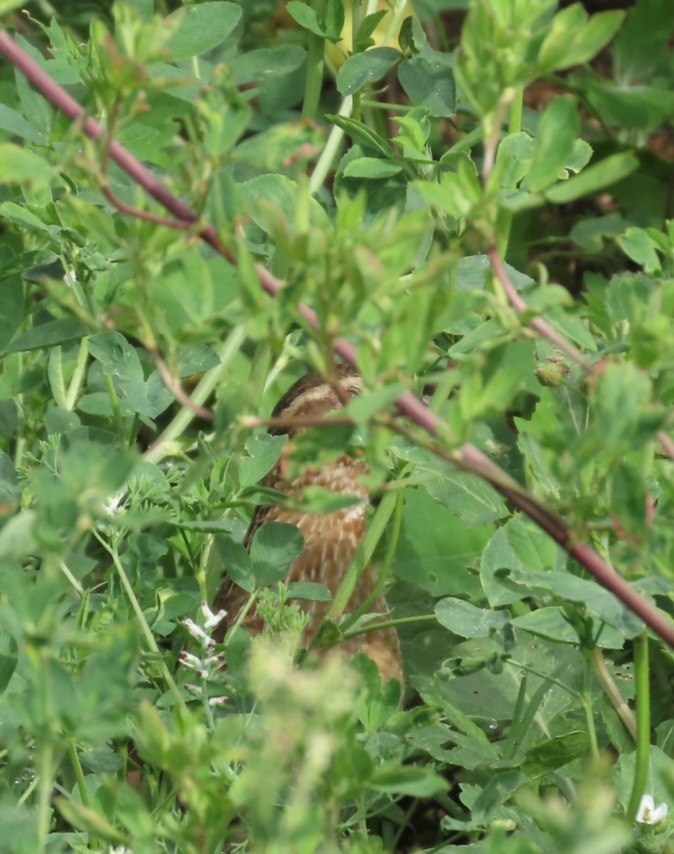 Common Quail - ML618261329