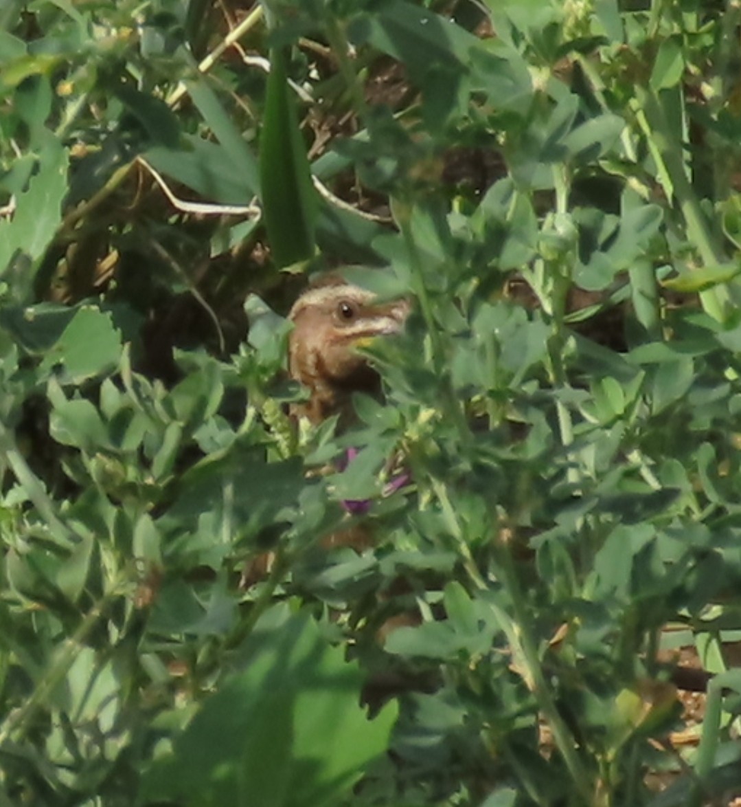 Common Quail - ML618261330