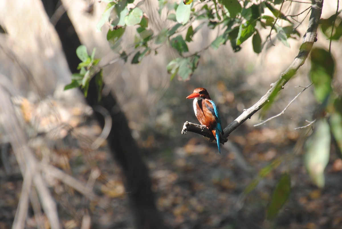 White-throated Kingfisher - Alyssa DeRubeis