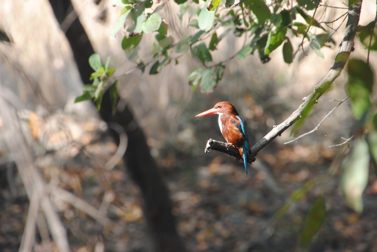 White-throated Kingfisher - Alyssa DeRubeis