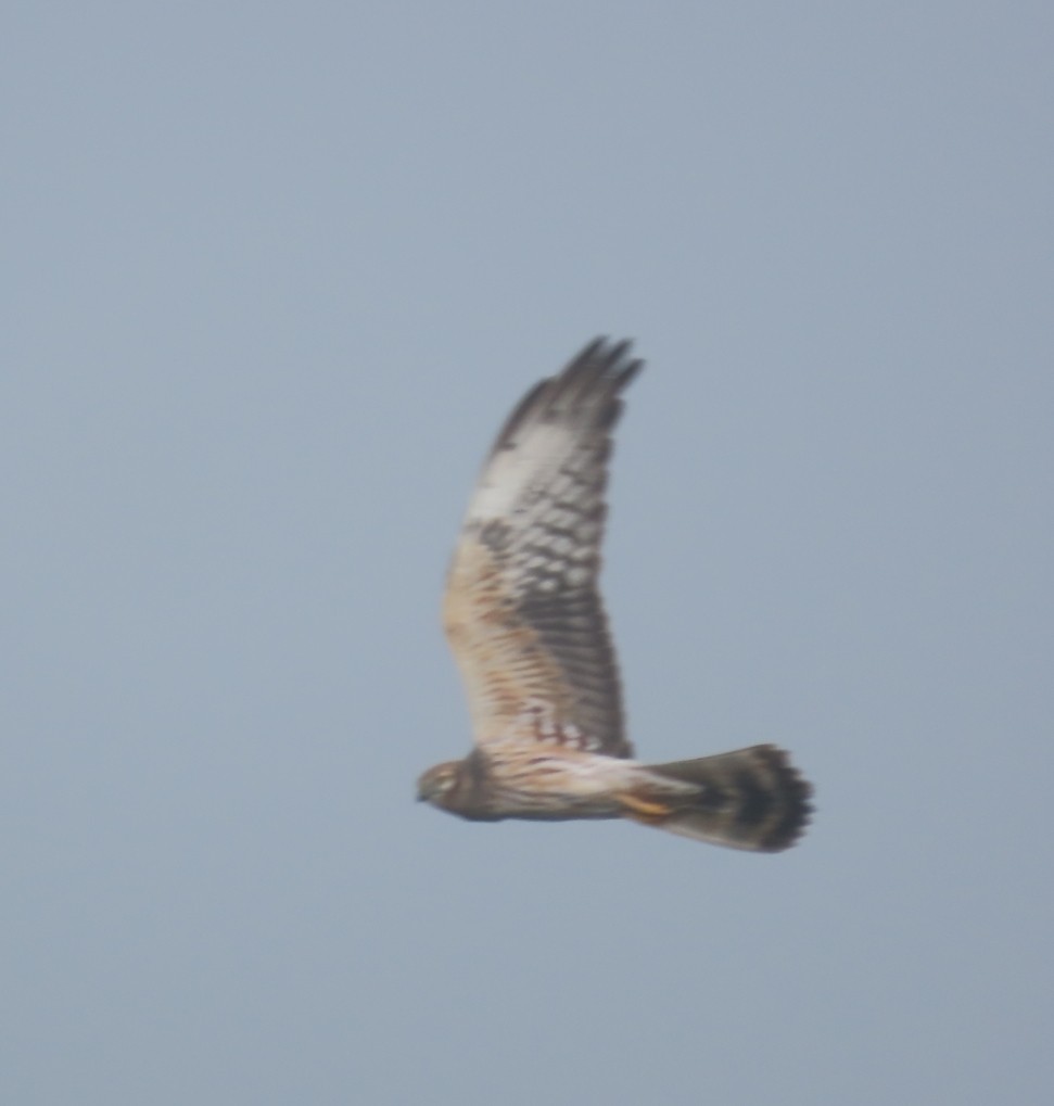 Montagu's Harrier - ML618261412