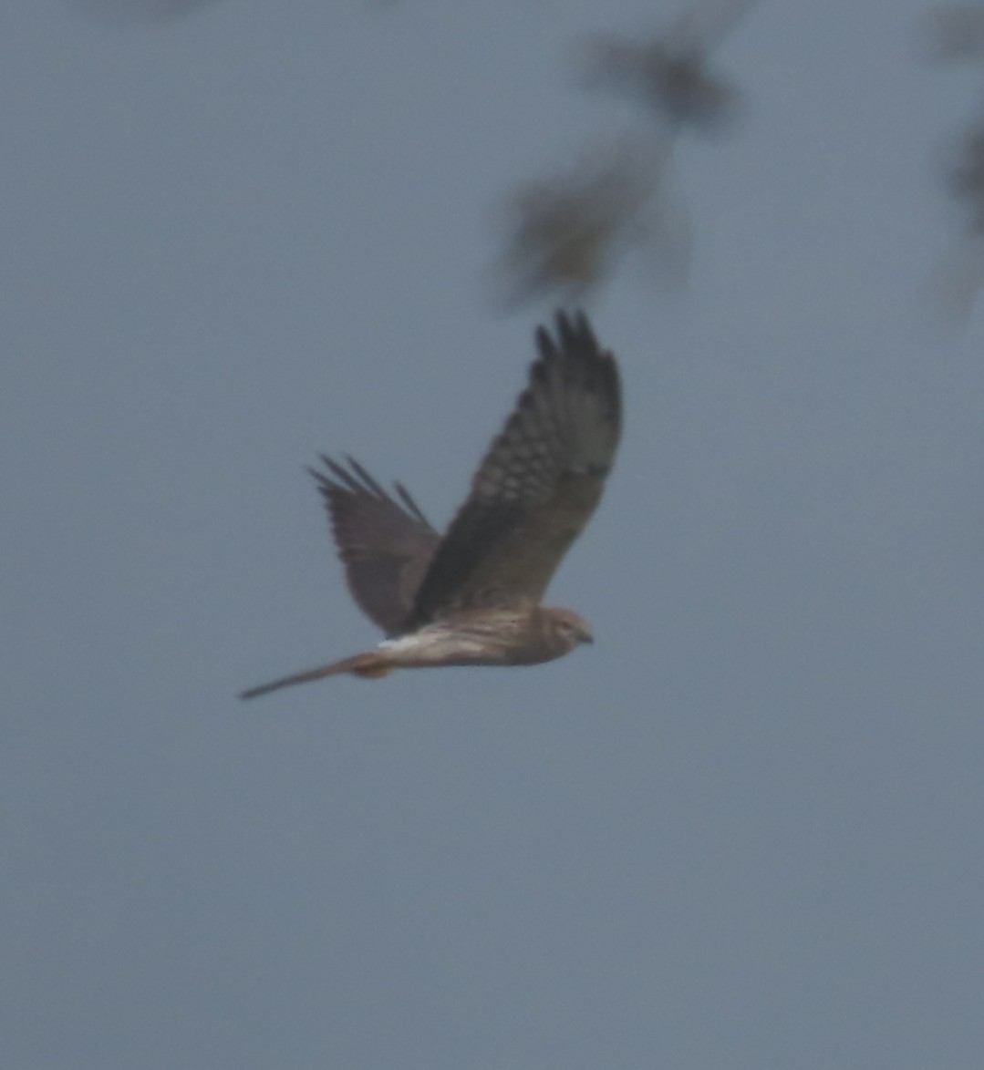 Montagu's Harrier - ML618261413