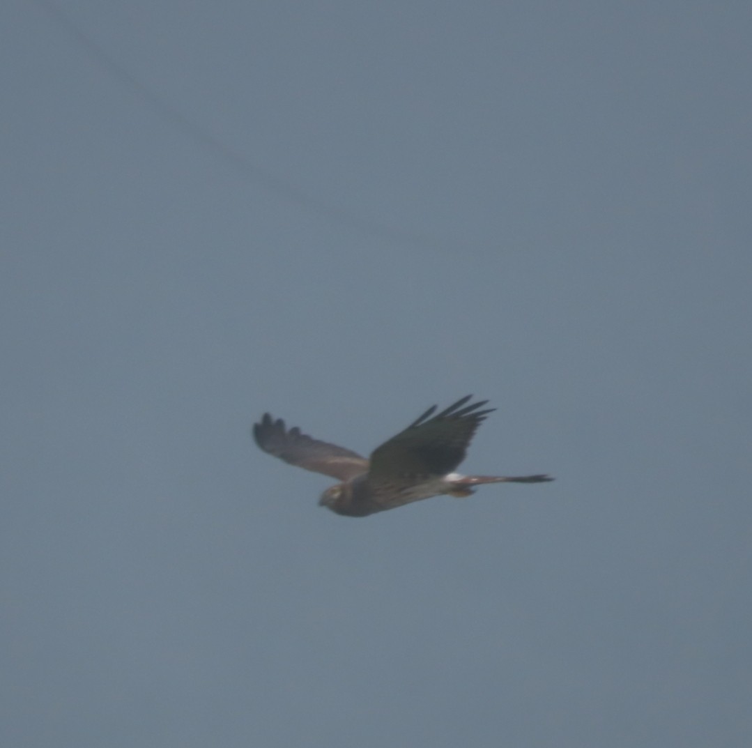 Montagu's Harrier - ML618261414