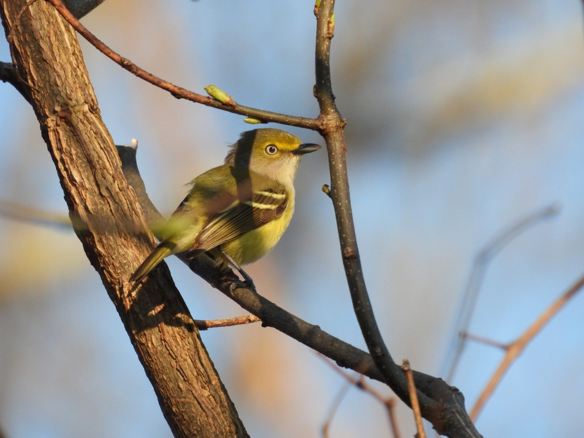 Vireo Ojiblanco - ML618261422