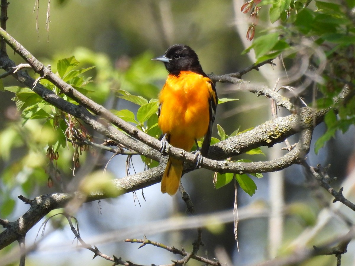 Baltimore Oriole - colleen resendiz