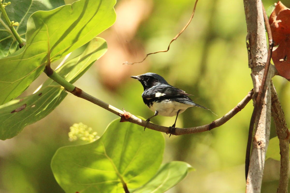 Black-throated Blue Warbler - Anonymous