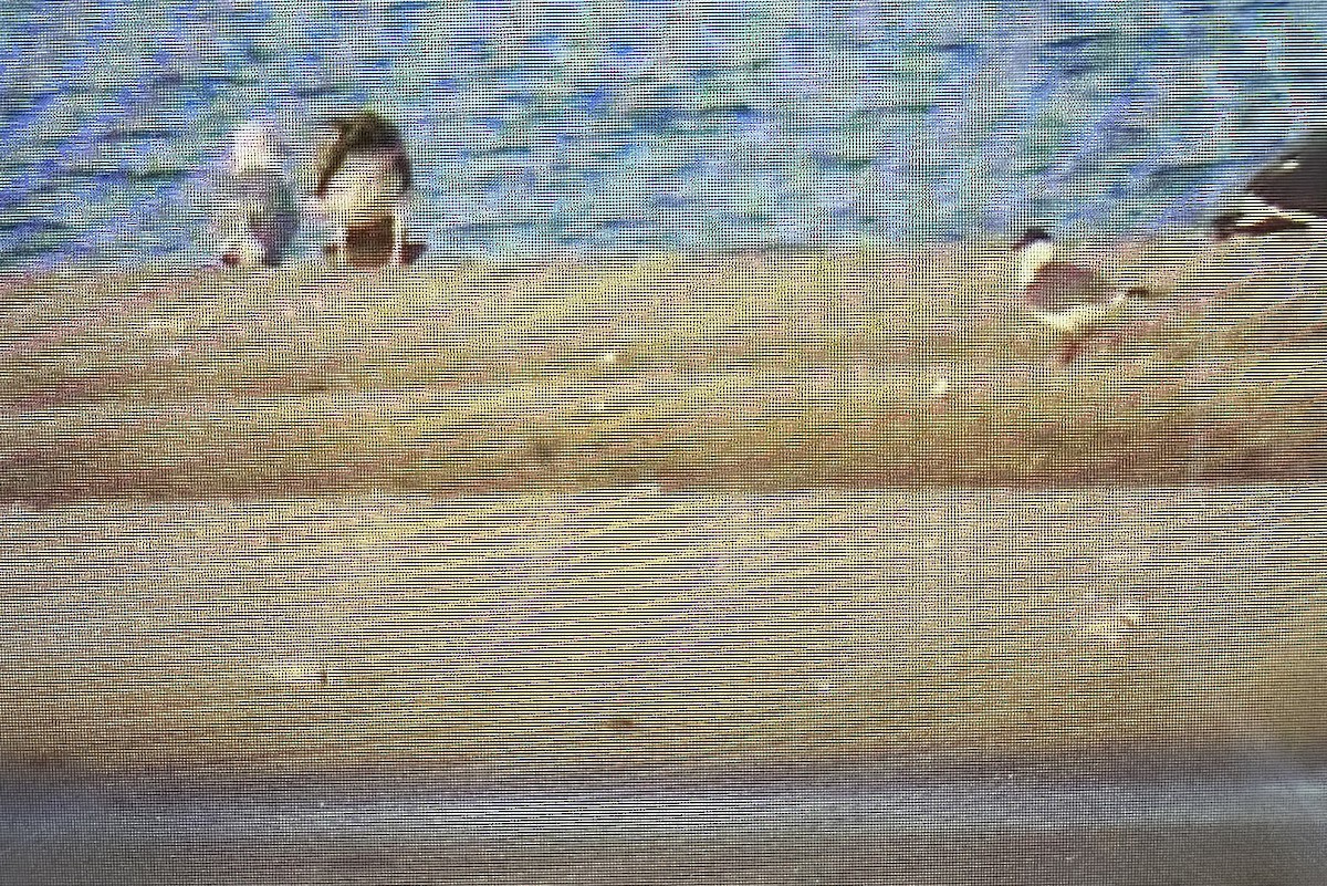 Piping Plover - Joan Mashburn