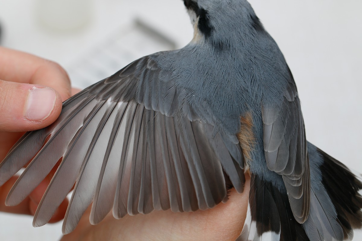 Eurasian Nuthatch - Marcus Östman