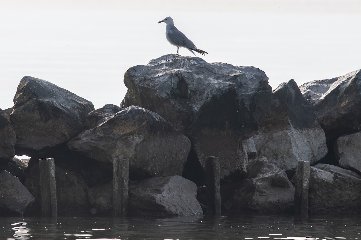 Audouin's Gull - Frédéric Bacuez