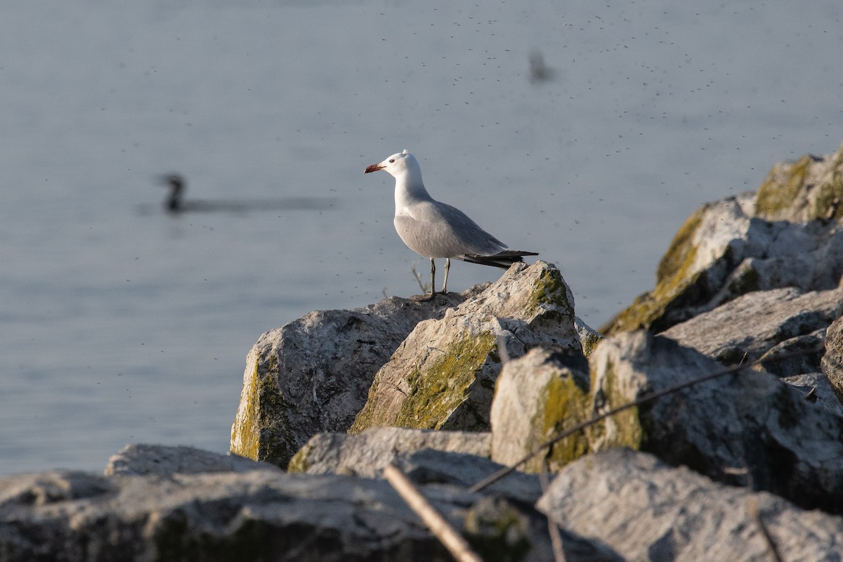 Audouin's Gull - Frédéric Bacuez