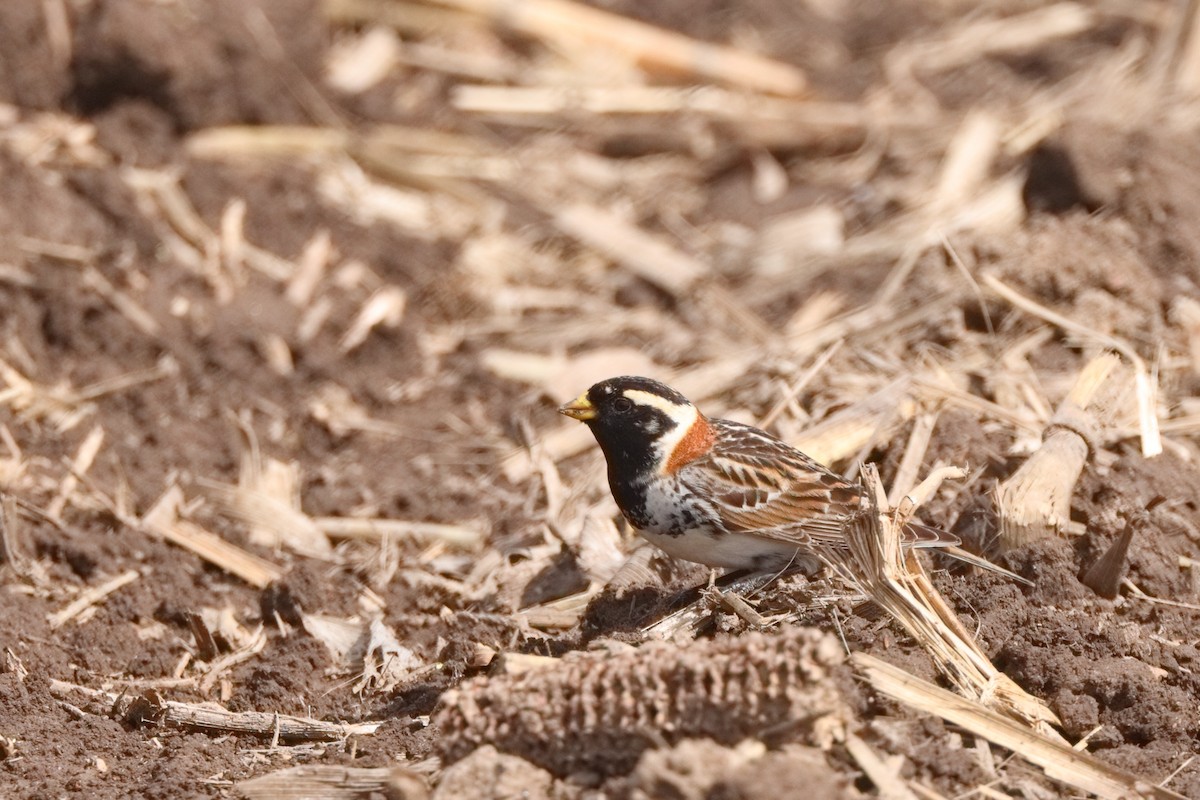 Lapland Longspur - Shawn Miller