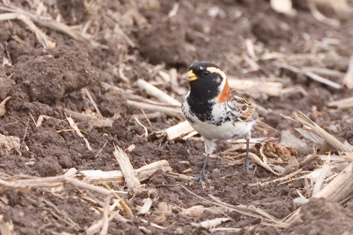 Lapland Longspur - Shawn Miller