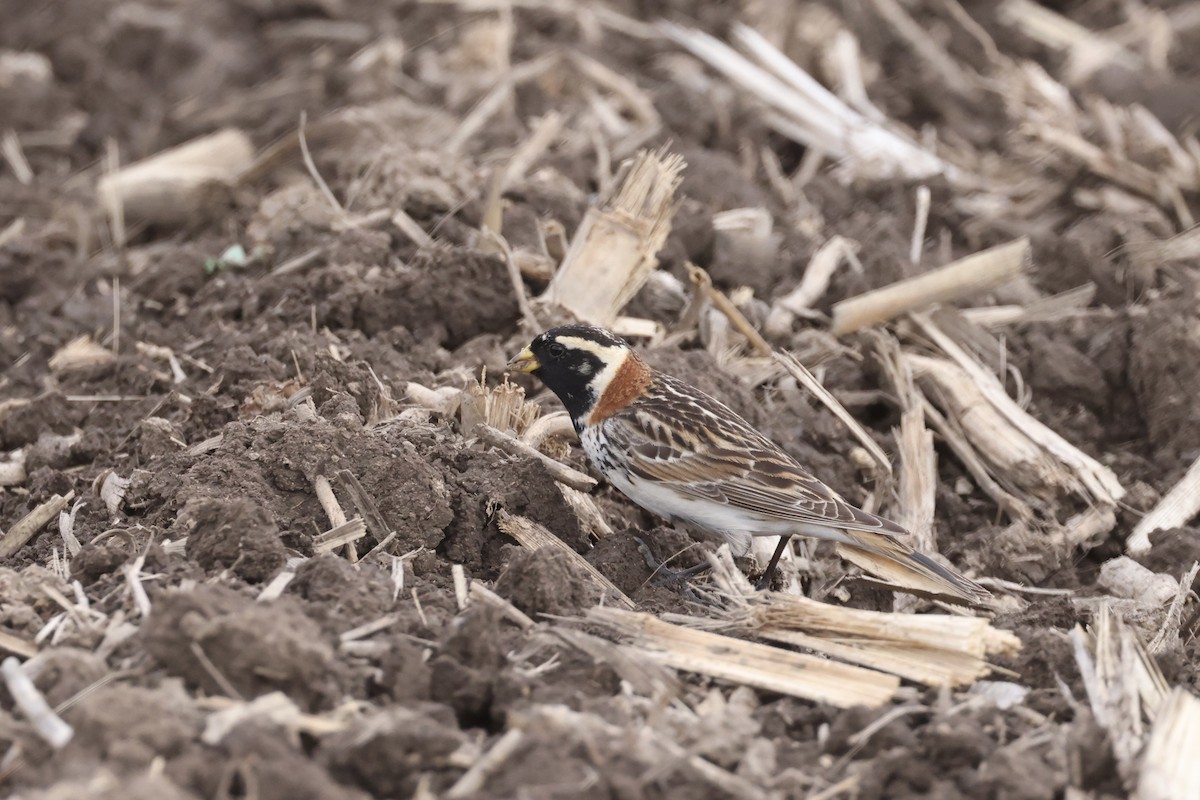 Lapland Longspur - Shawn Miller