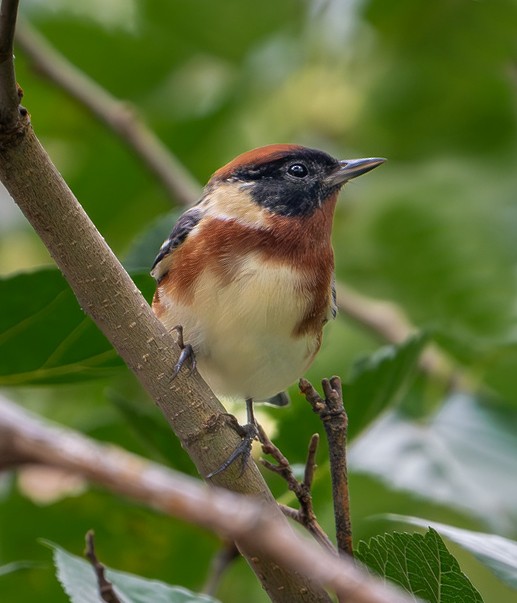 Bay-breasted Warbler - Allen Barlow