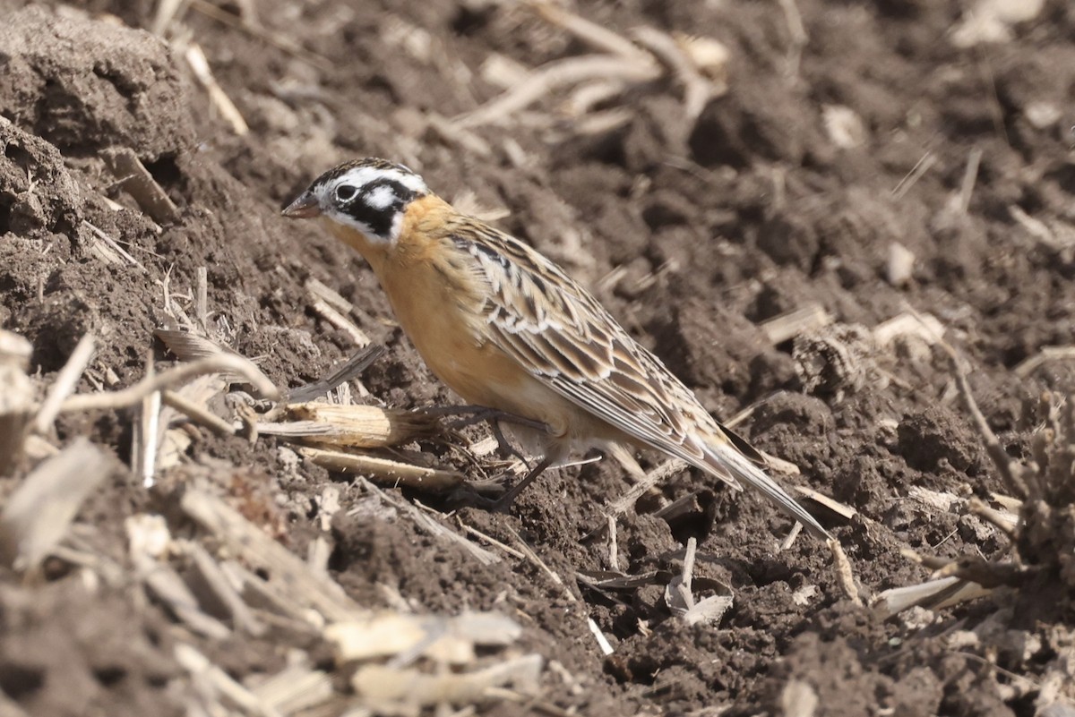 Smith's Longspur - Shawn Miller