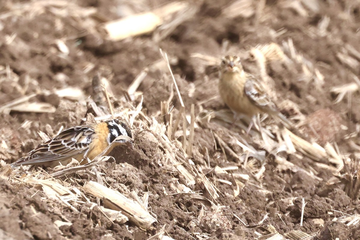 Smith's Longspur - Shawn Miller