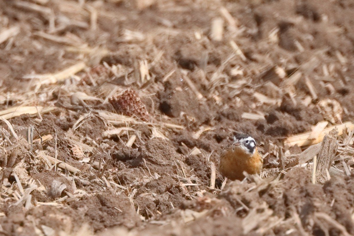 Smith's Longspur - Shawn Miller