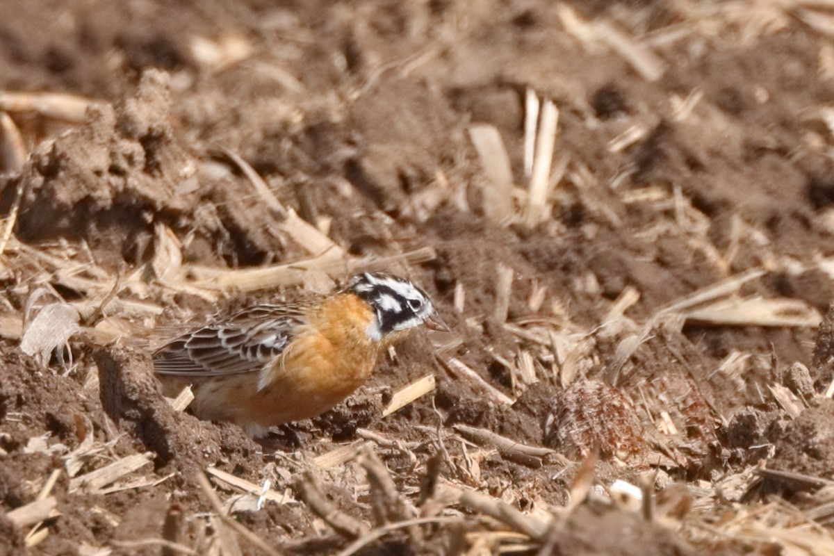 Smith's Longspur - Shawn Miller