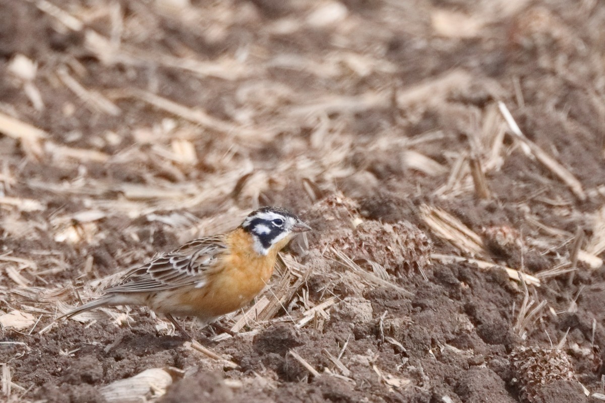 Smith's Longspur - Shawn Miller