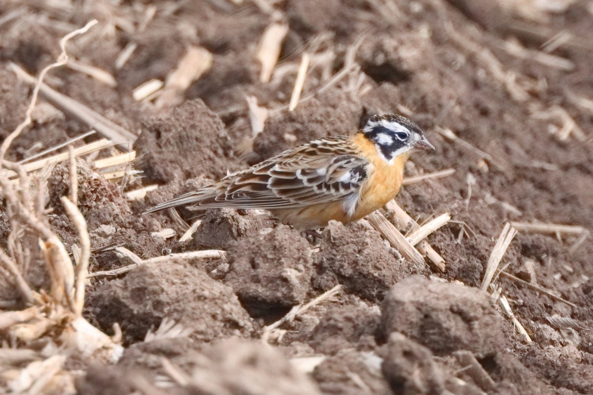 Smith's Longspur - Shawn Miller