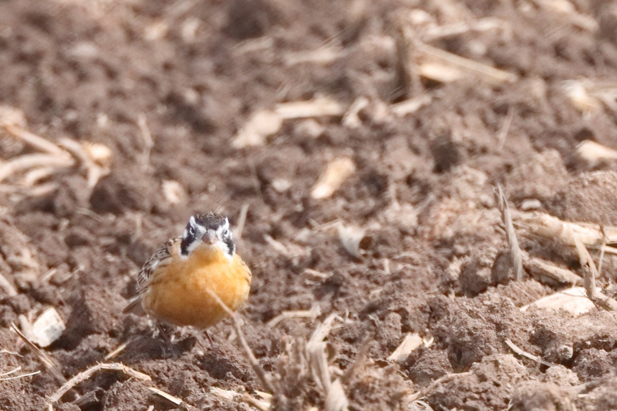 Smith's Longspur - ML618261520