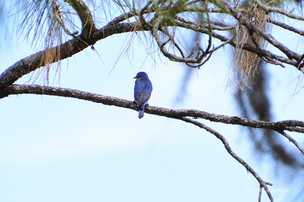 Eastern Bluebird - Michael Coppola