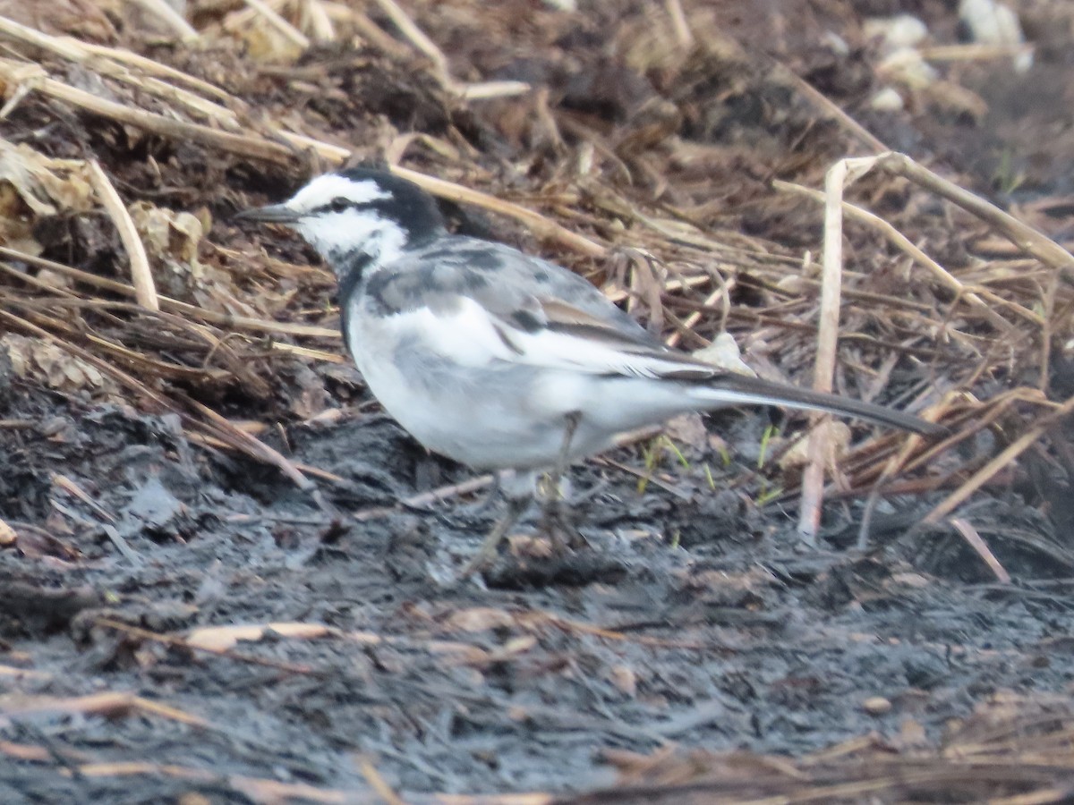 White Wagtail (Black-backed) - Rita Souza