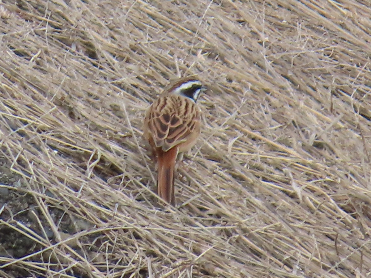 Meadow Bunting - ML618261568