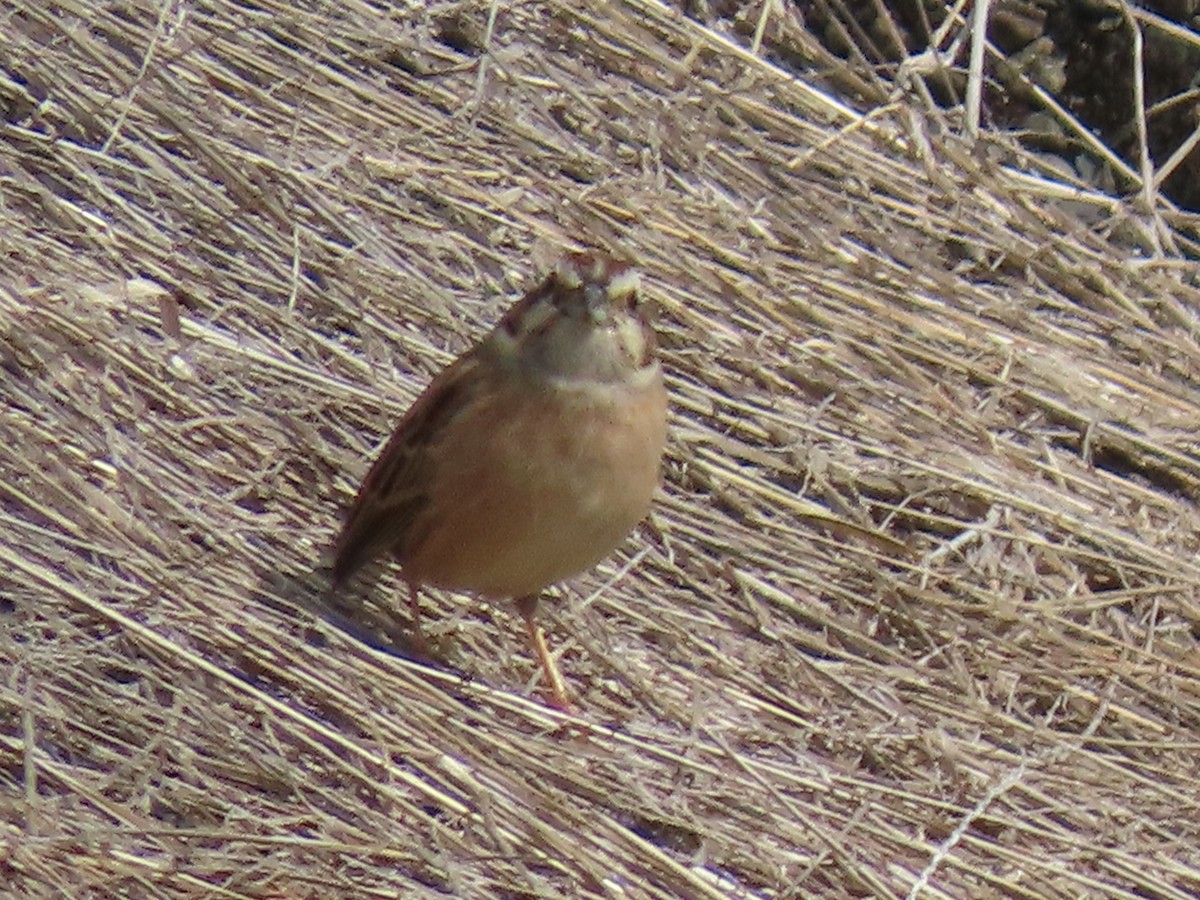 Meadow Bunting - Rita Souza