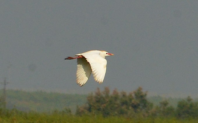 Чапля єгипетська (підвид ibis) - ML618261591