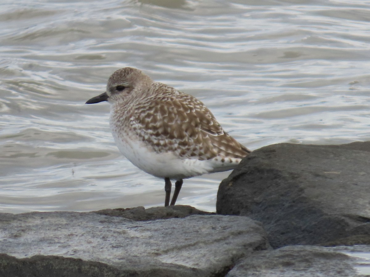 Black-bellied Plover - Rita Souza