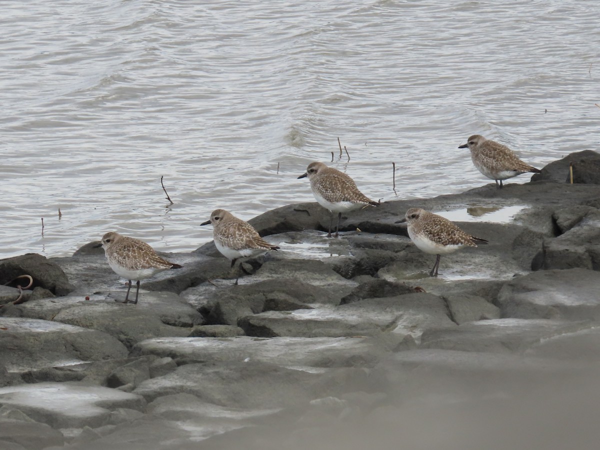 Black-bellied Plover - ML618261601