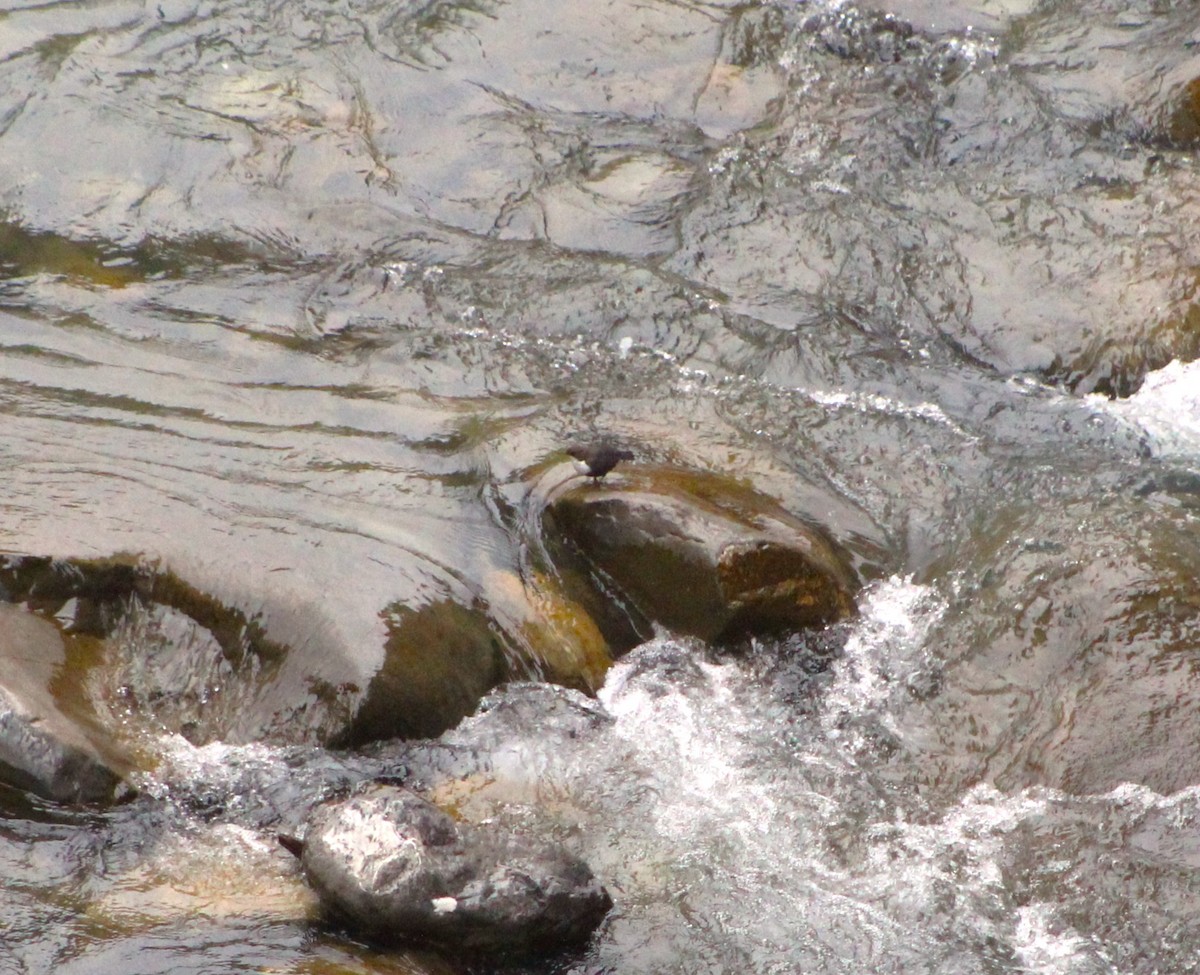 White-throated Dipper - ML618261609