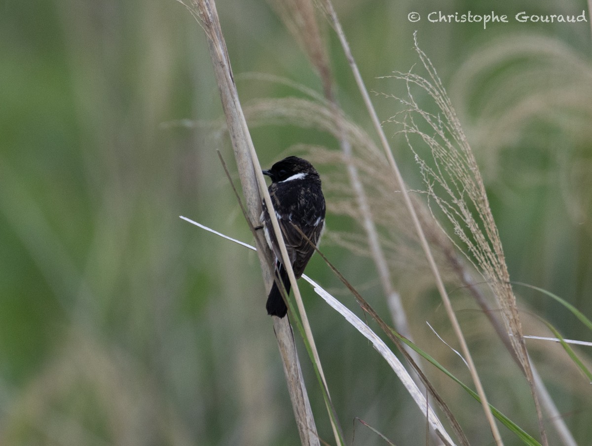 Amur Stonechat - Christophe Gouraud