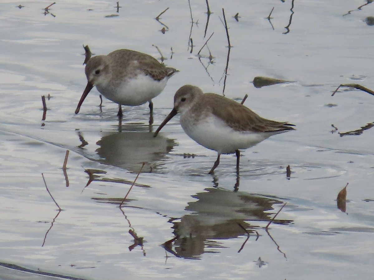 Dunlin - ML618261636