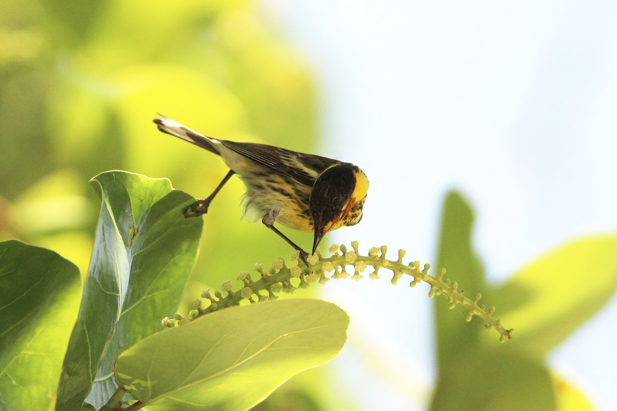 Cape May Warbler - Anonymous