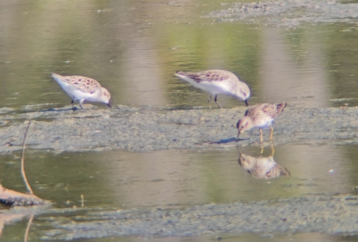 Semipalmated Sandpiper - Maggie Paxson