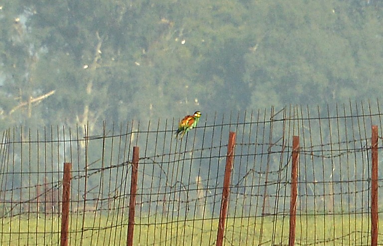 European Bee-eater - ML618261672