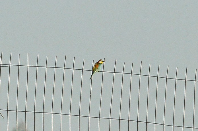 European Bee-eater - ML618261673