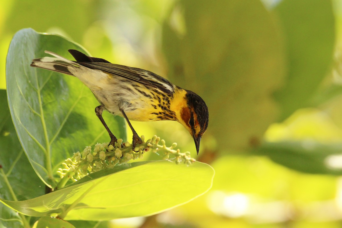 Cape May Warbler - Anonymous