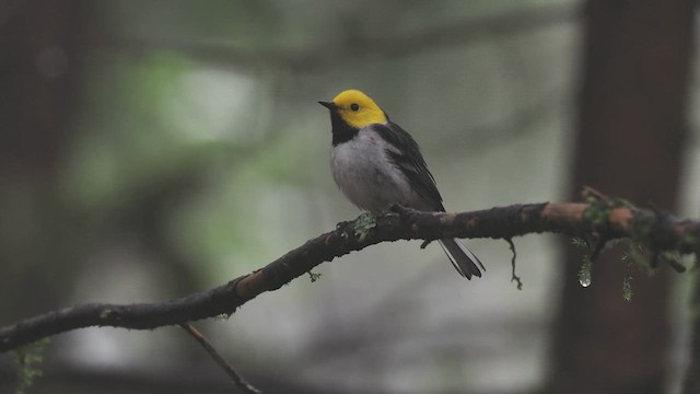 Hermit Warbler - ML618261691