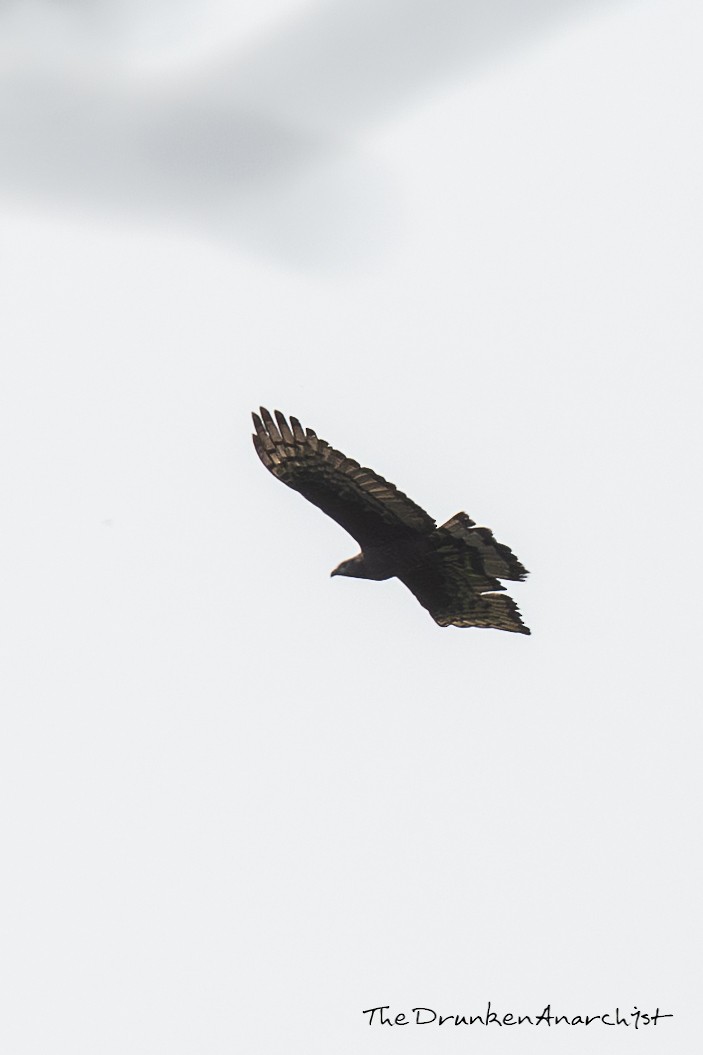 Oriental Honey-buzzard - Wesley Fernandes