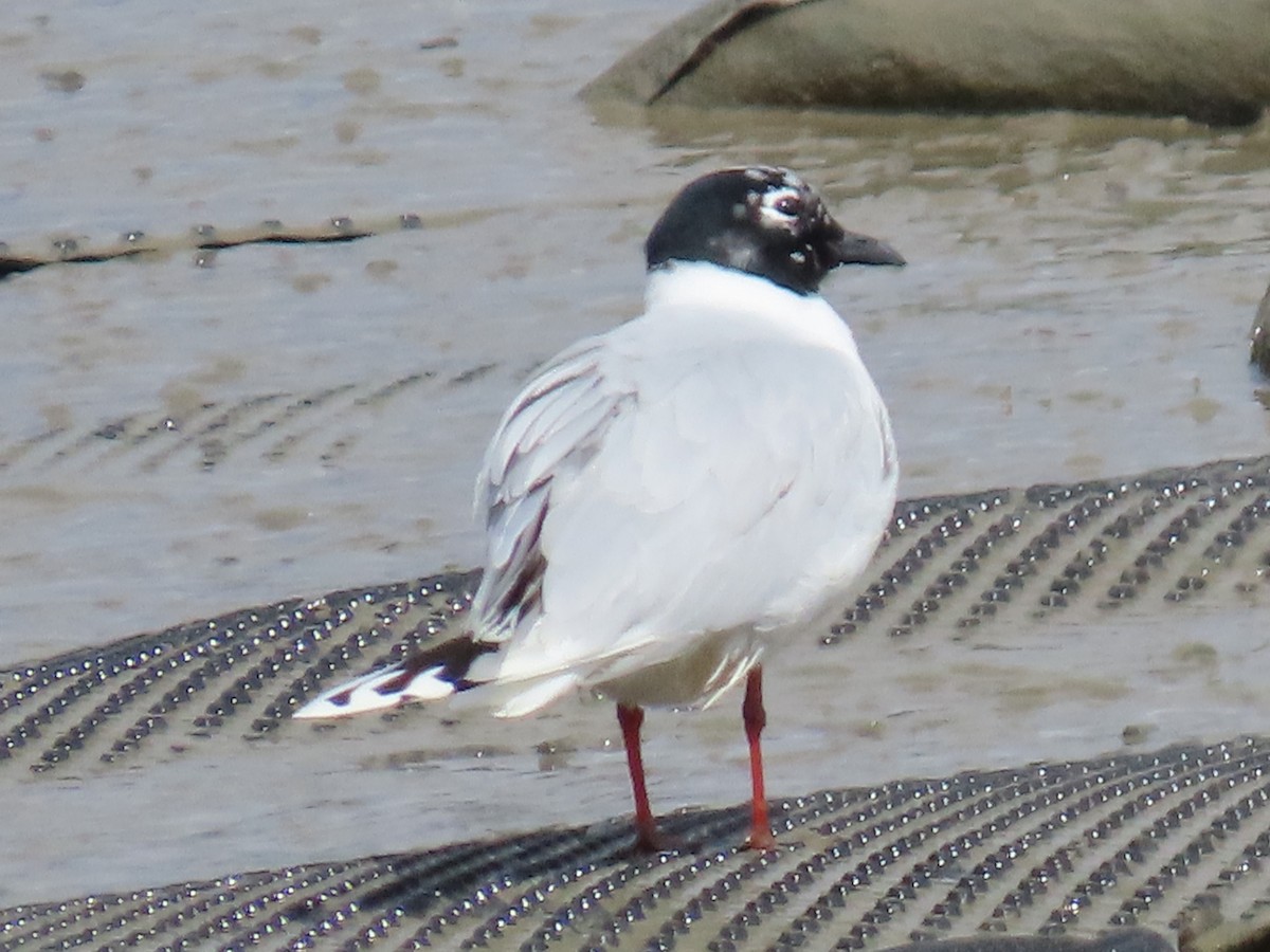 Saunders's Gull - ML618261707