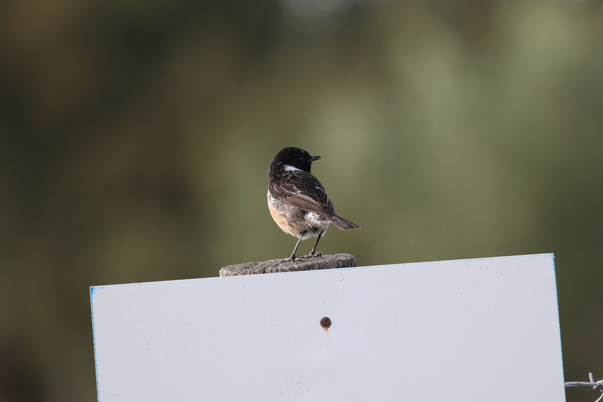 European Stonechat - Kernan Bell