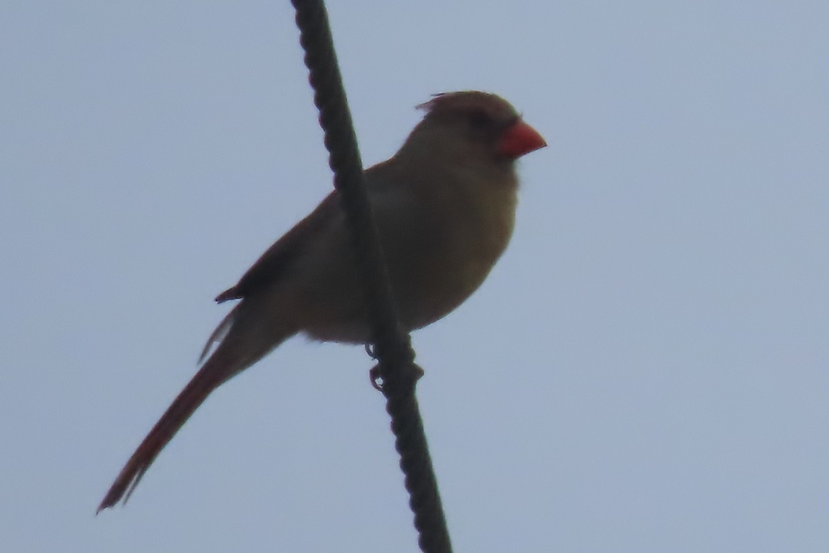 Northern Cardinal - Mike Lesnik