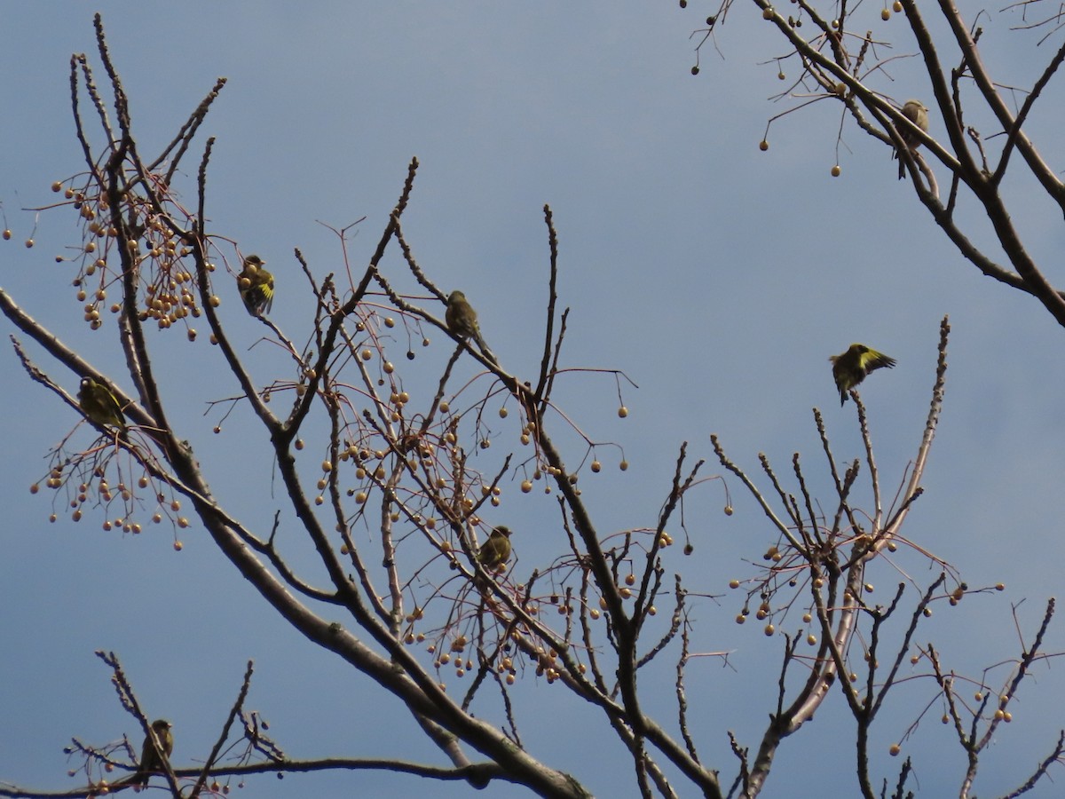 Oriental Greenfinch - ML618261735