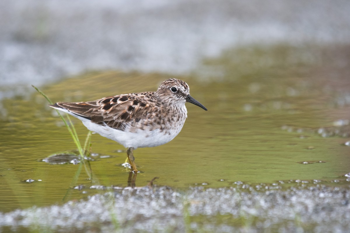 Least Sandpiper - Ian Hearn