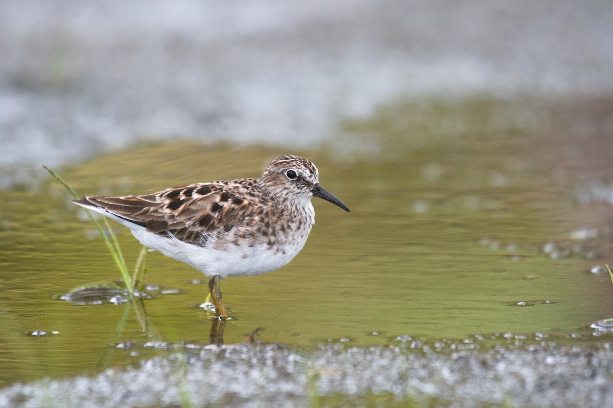 Least Sandpiper - Ian Hearn